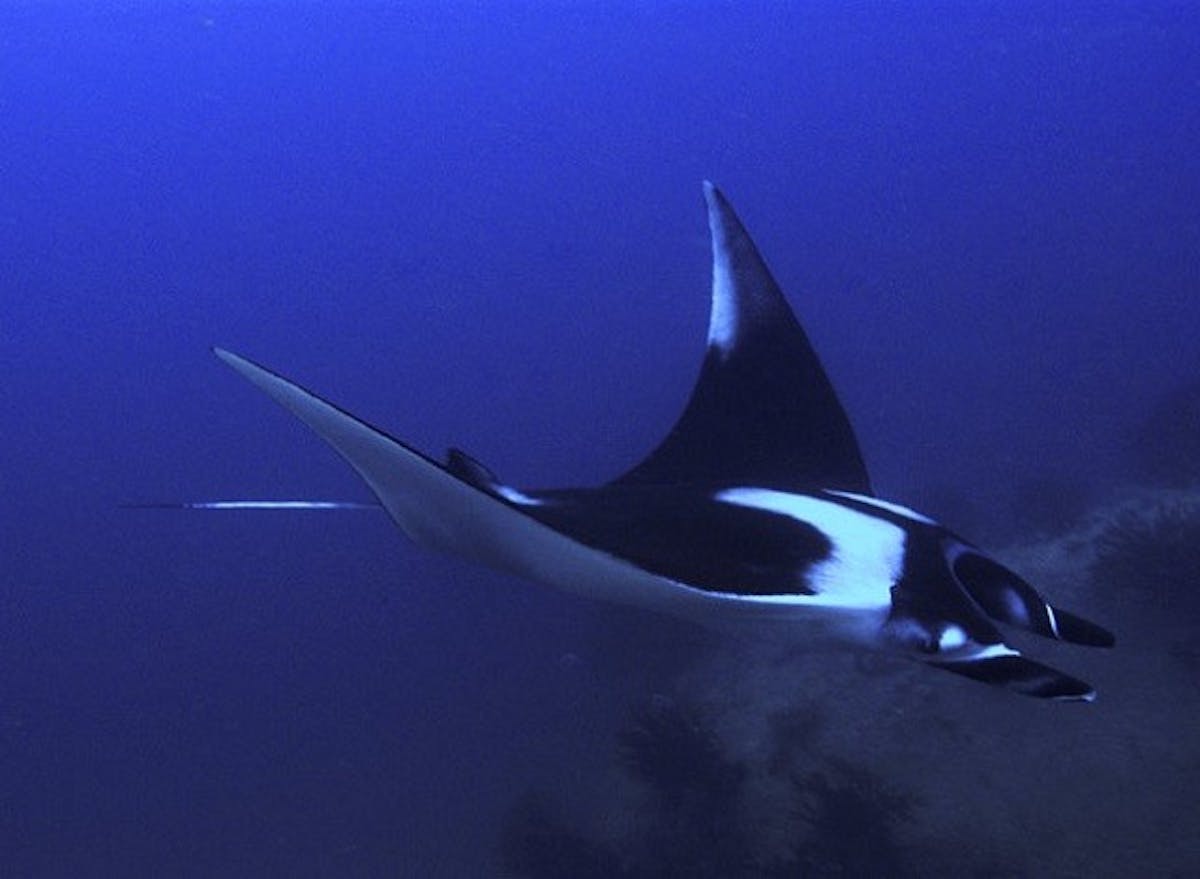 Manta
