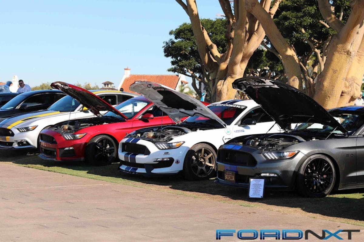 Mustangs by the Bay