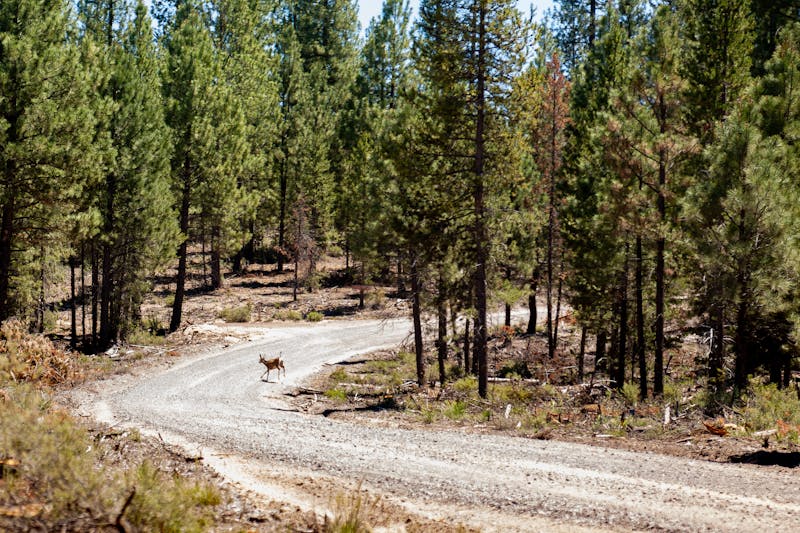 Gambler 500/Hooptie X