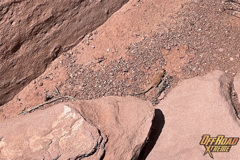 2022 Easter Jeep Safari And Back Cliffhanger Trail