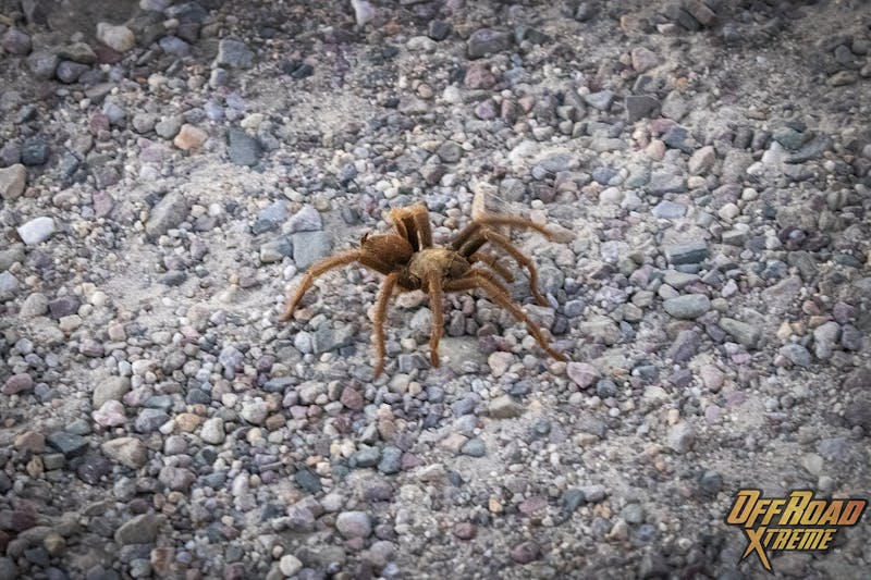 Tarantula in the wild.