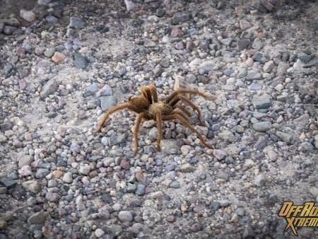 Tarantula in the wild. Tarantula in the wild.