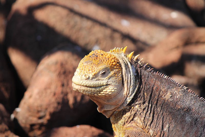 adventure-of-a-lifetime-overlanding-the-world-in-a-vw-bus-0017